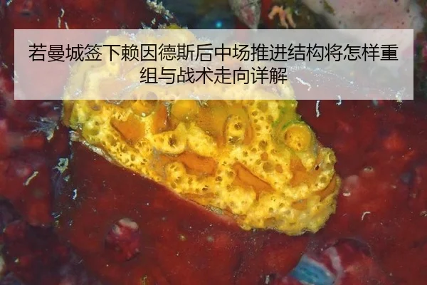 若曼城签下赖因德斯后中场推进结构将怎样重组与战术走向详解